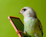 птицы, орнитология, бердвотчинг, приложение, ИИ