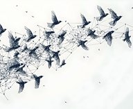 толпы, коллективноеповедение, стаиптиц, физика, моделирование