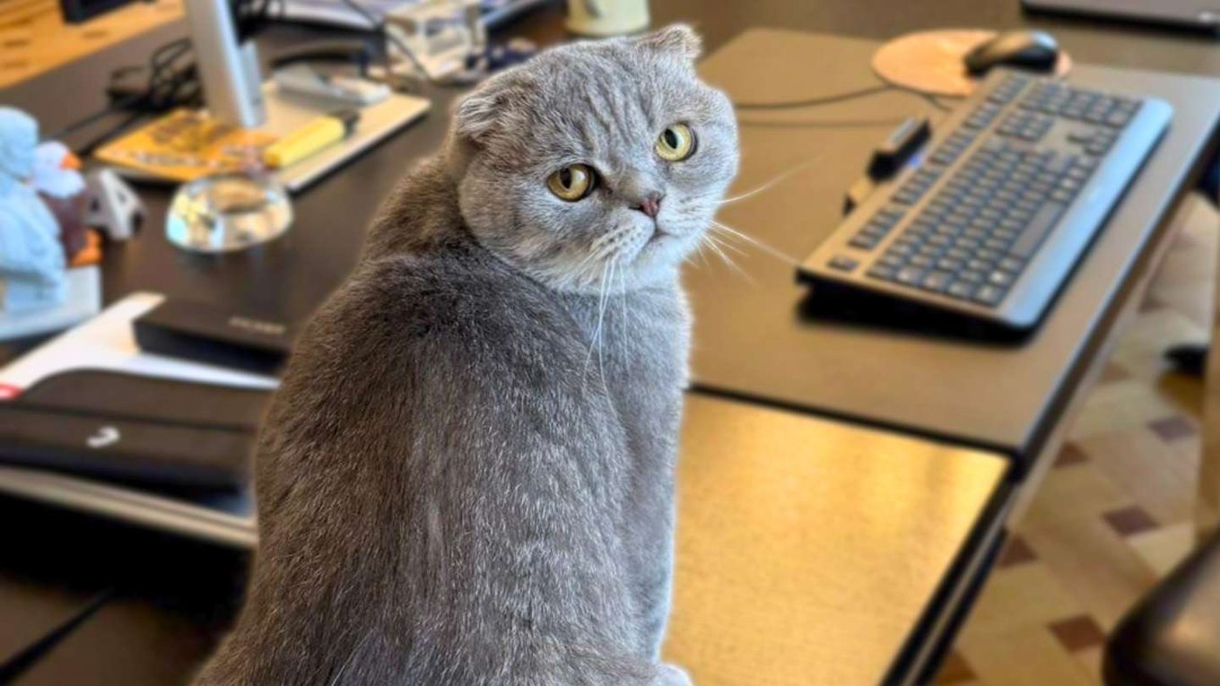 кот, премьер, Бельгия, соцсети