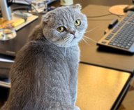 кот, премьер, Бельгия, соцсети