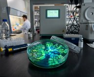 бактерии, CO2, климат, экология, биотехнологии