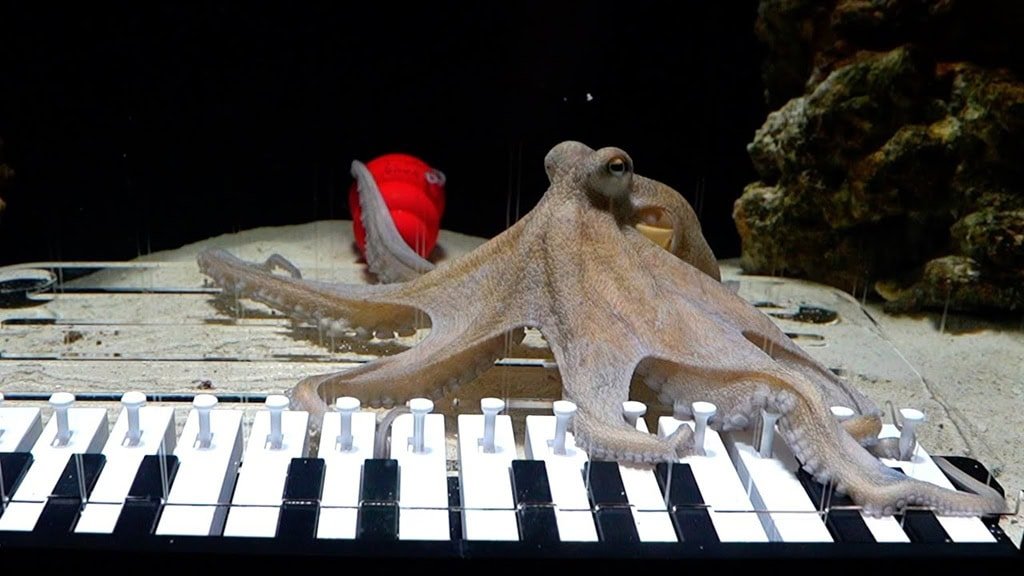 музыкант, осьминог, пианино, обучение, Швеция