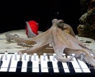 музыкант, осьминог, пианино, обучение, Швеция