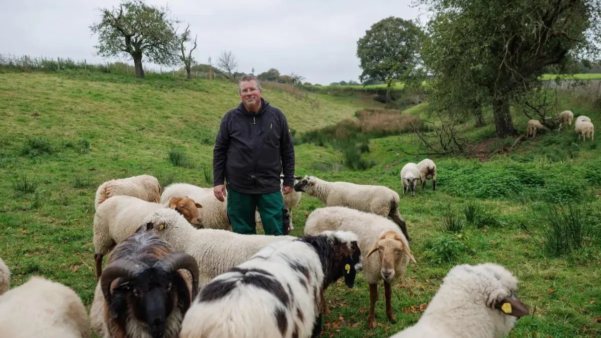 Германия, овцы, мода, проект, шерсть
