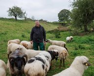 Германия, овцы, мода, проект, шерсть