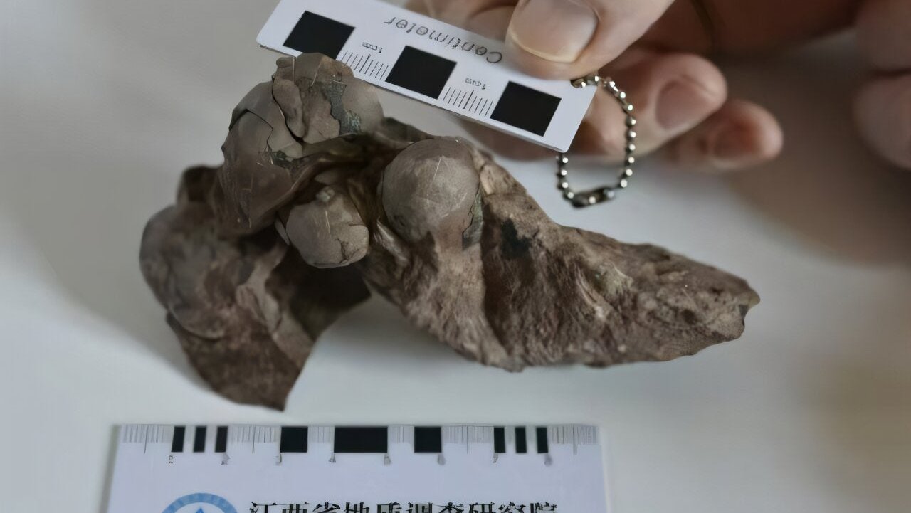 рекорды, яйцо, динозавр, Китай