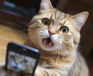 кошки, приюты, усыновление, Bumble, зоозащита