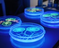 наночастицы, клетки, фотосинтез, медицина, исследования